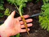 Spring carrot crop is coming